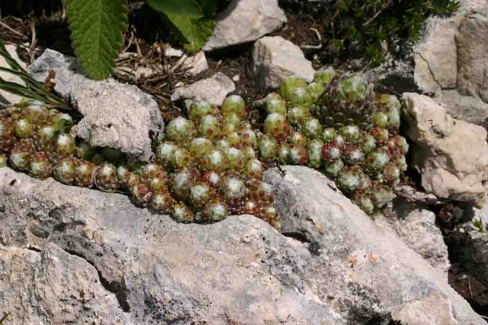 Sempervivum arachnoideum / Semprevivo ragneteloso